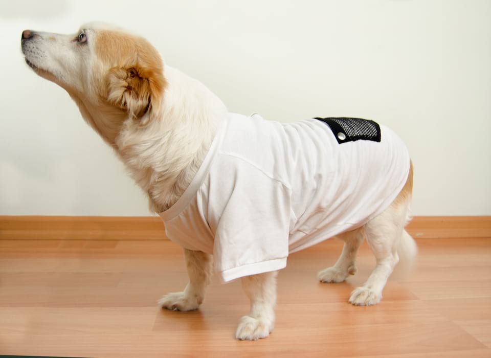 Aquatolia Honden Kleding, Aquatolia honden t-shirt - Wit