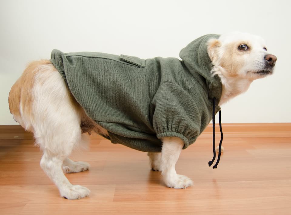 Aquatolia Honden Kleding, Aquatolia hond sweatshirt - Groen
