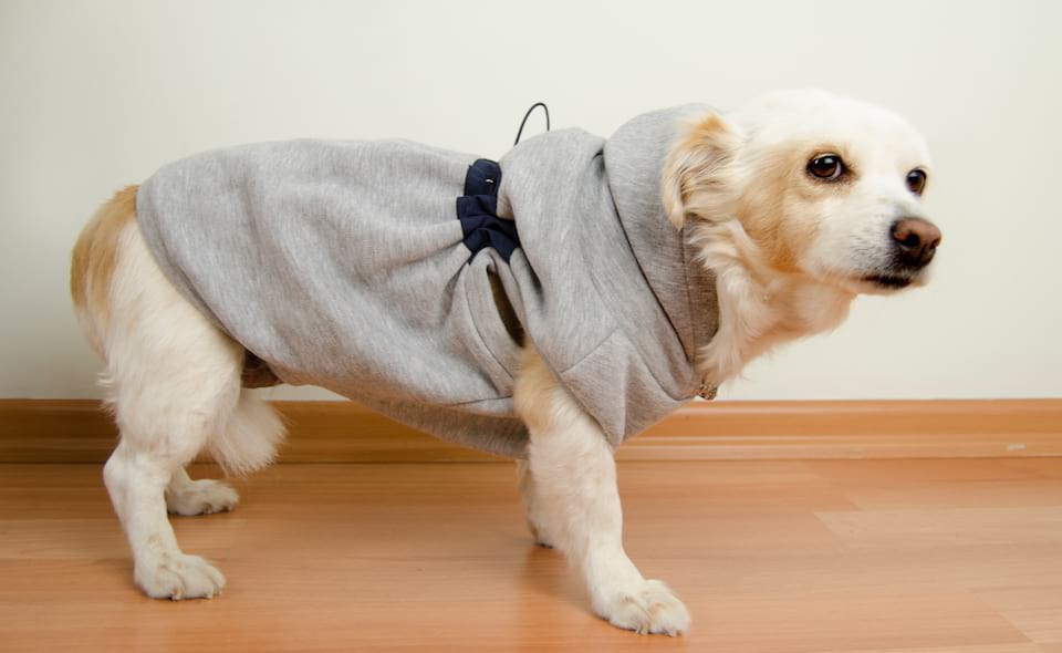 Aquatolia Honden Kleding, Aquatolia hond sweatshirt - Grijs